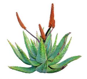 aloe vera juice for heartburn