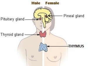 Locations of major endocrine glands